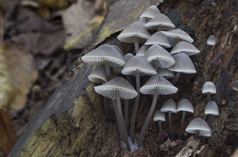 Mycena arcangeliana